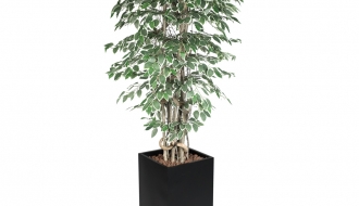 Ficus Starlight